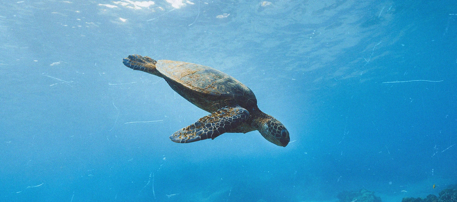 Плавание с черепахами