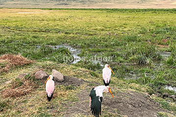Сафари в северных парках Тарангире и Нгоронгоро (2 дня, 1 ночь)