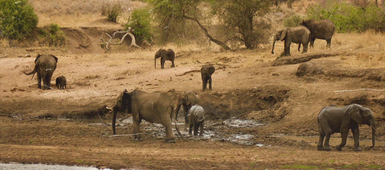 Сафари в парках Тарангире – Килиманджаро