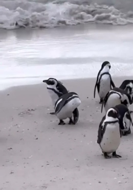 Пляж пингвинов