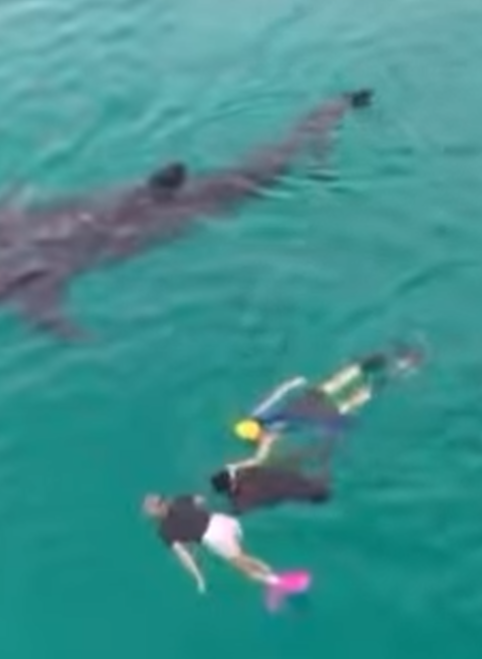 Видео экскурсии к китовым акулам
