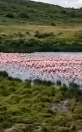 Flamingos in Arusha Park
