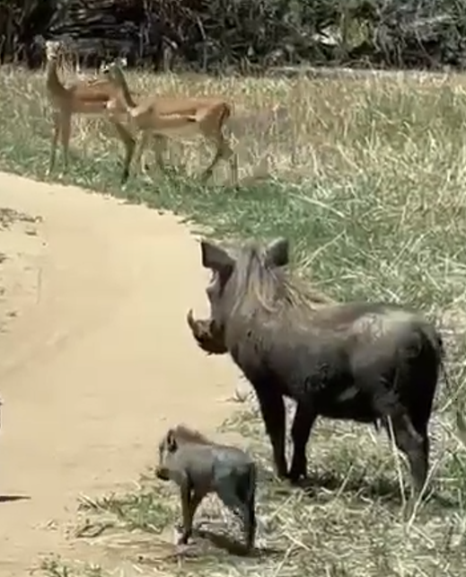 Сафари в Танзании. Национальный Парк Тарангире 17 декабря 2022 года