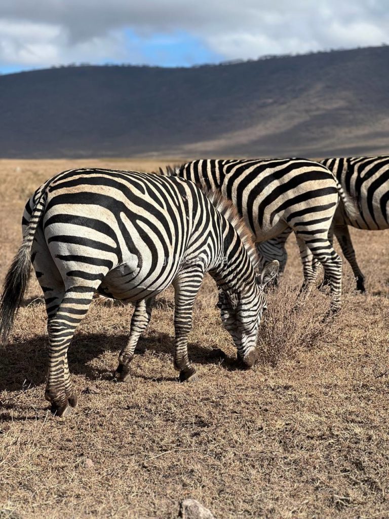 Сафари в Национальном парке Тарангире и Нгоронгоро 26-27 сентября 2022 года