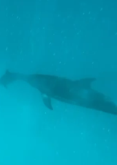 Снорклинг с дельфинами 18 сентября 2022 года