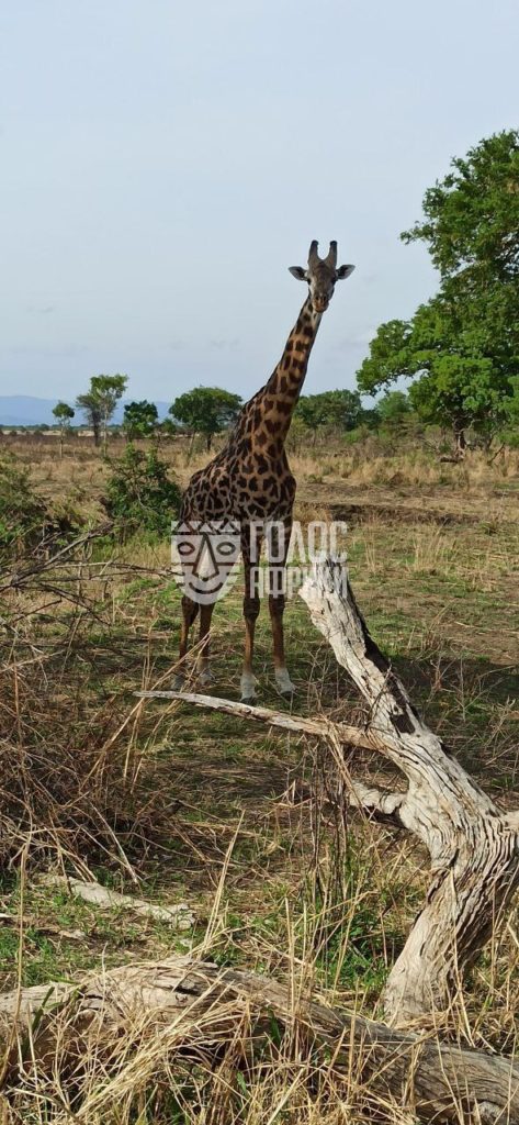 Сафари в Танзании, национальный парк Микуми 6 декабря 2022 года