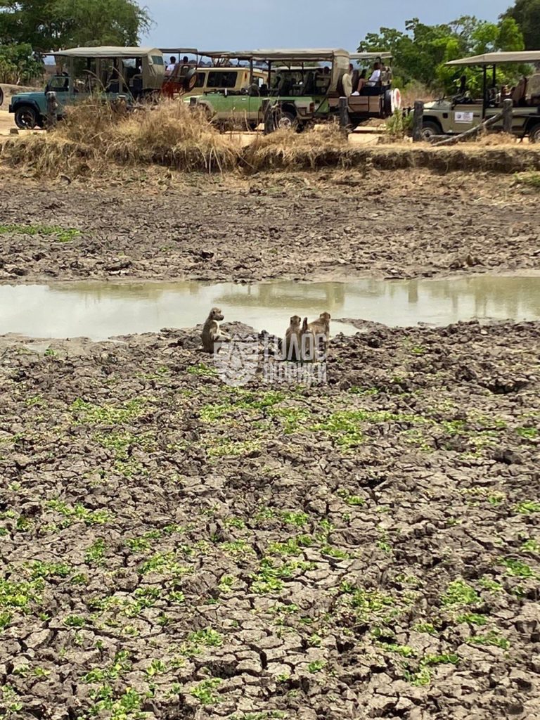 Сафари в парке Микуми, Танзания - 22.11.2022