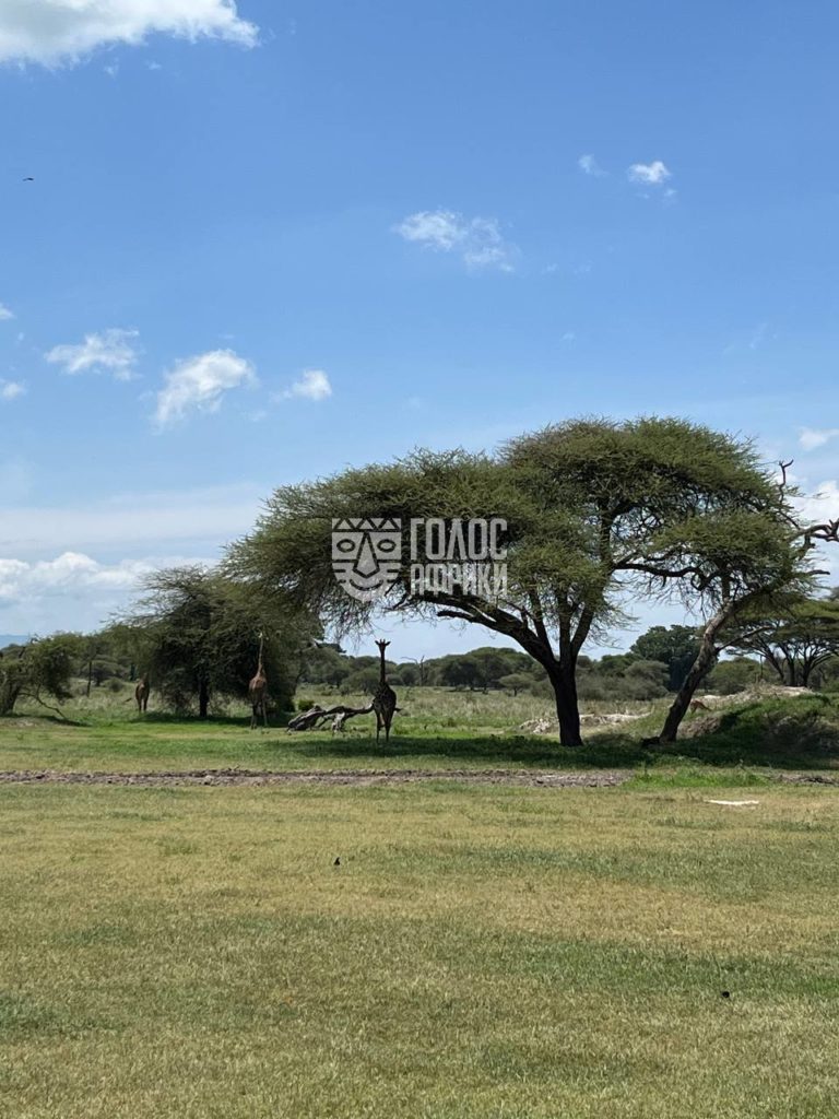 13-14.01 Тарангире Нгоронгоро + видео отеля The Castle of Ngorongoro