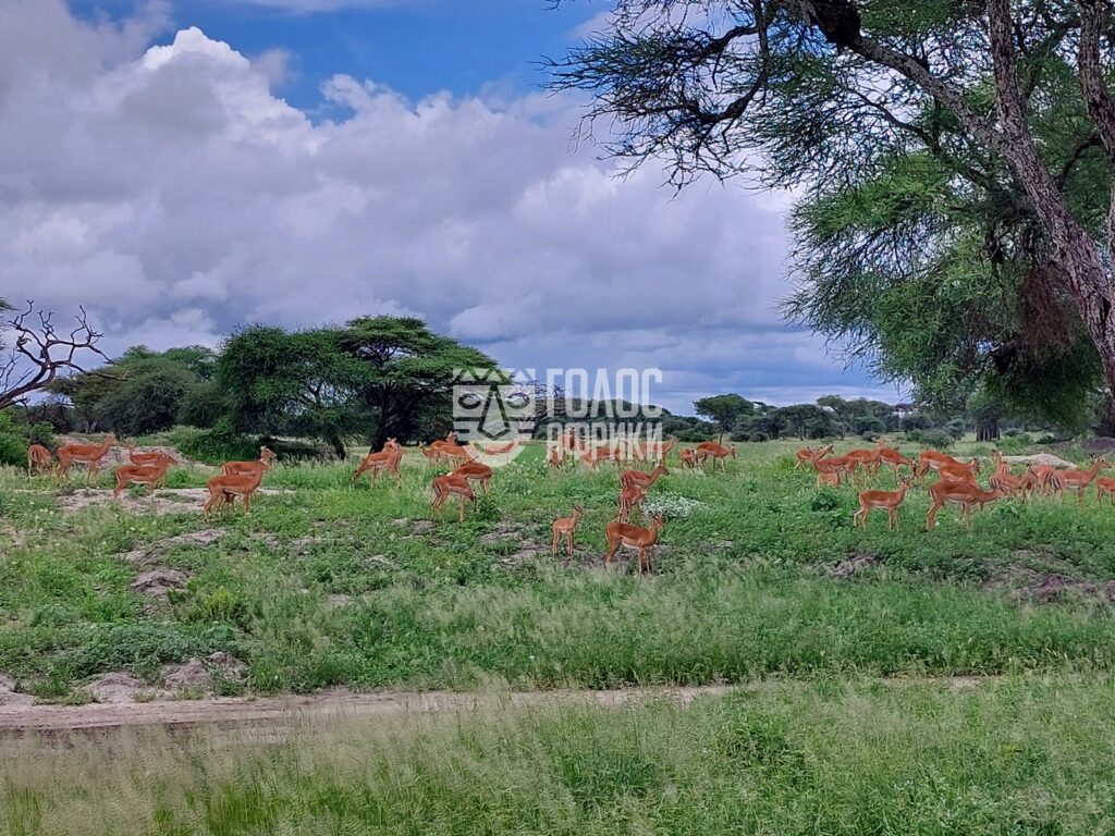 Сафари в парке Тарангире, Нгоронгоро