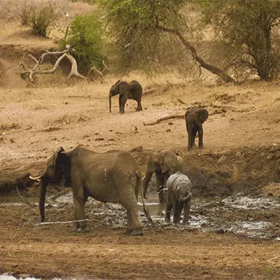 Сафари в парках Тарангире – Килиманджаро
